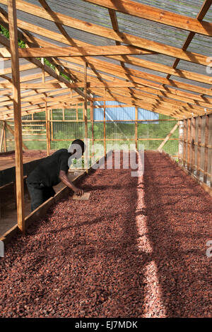 Un produit agricole important pour l'île tropicale la Grenade dans les Caraïbes est pour la production de fèves de cacao au chocolat. Banque D'Images