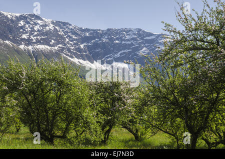 Apple Blossom, lustre, Sogn og Fjordane, Norvège Banque D'Images