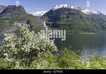 Apple Blossom, lustre, Sogn og Fjordane, Norvège Banque D'Images