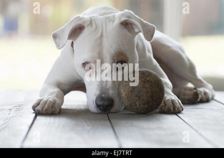 Playful Pit Bull anticipant Game of Fetch Banque D'Images