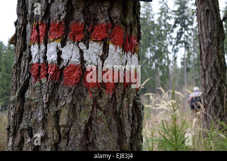 Marquages sur sentier vieil arbre Banque D'Images