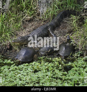 Et les Tortues Alligator Banque D'Images