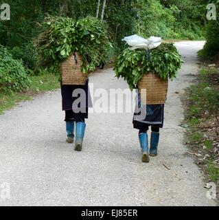 Femmes Hmong Banque D'Images