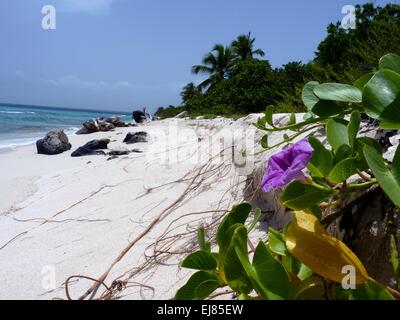 Plage tropicale Banque D'Images