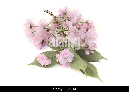 Les fleurs de cerisier de l'Asie de l'Est Banque D'Images