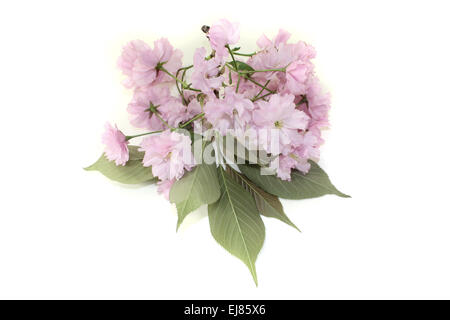 Une brindille d'Asie de l'est les fleurs de cerisier Banque D'Images