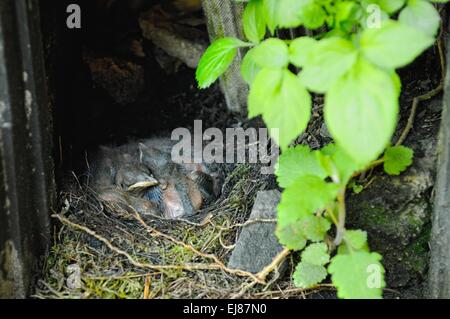 Pépinière Blackbird Banque D'Images