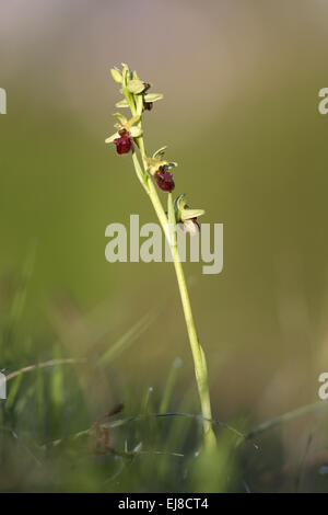 Petite orchidée araignée Banque D'Images