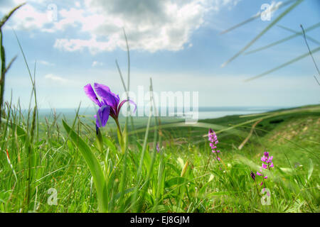 Fleurs dans les montagnes. La Russie, Stavropol. Banque D'Images