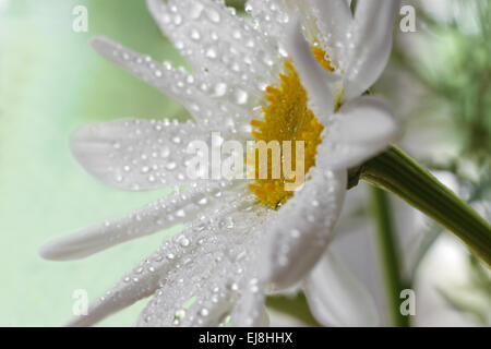 Oxeye daisy dans la pluie Banque D'Images