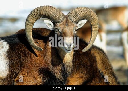 Portrait de mouflon Banque D'Images