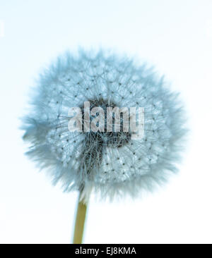 Grande tête de pissenlit Banque D'Images