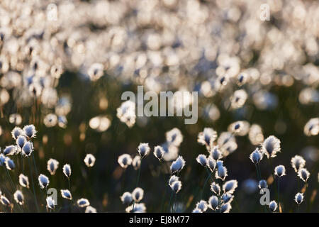 Domaine de la trouble intentionnellement la linaigrette fleurs en contre-jour Banque D'Images