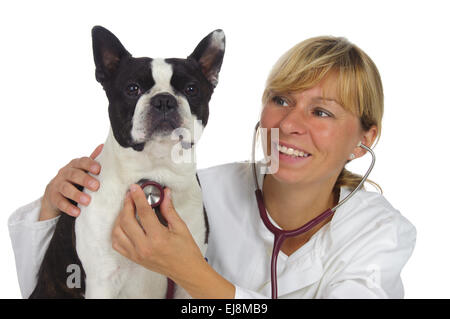 Médecin vétérinaire avec chien boston terrier Banque D'Images