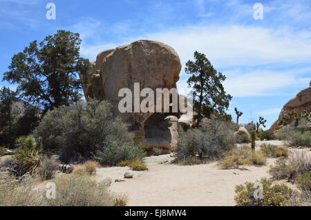 Joshua Tree Banque D'Images