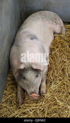 Un gros cochon portant sur la paille dans un stylo en métal. Banque D'Images