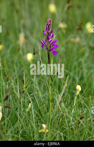 Début marsh orchid, Dactylorhiza incarnata Banque D'Images