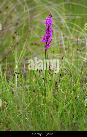 Début marsh orchid, Dactylorhiza incarnata Banque D'Images