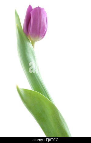 Tulipe rose sur un fond blanc Banque D'Images