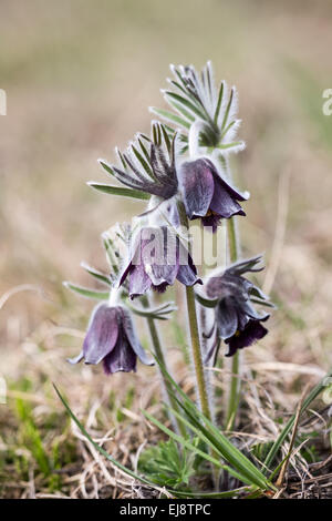 Pasque flower noir Banque D'Images