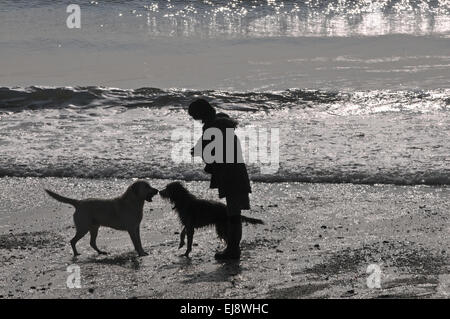 Une femme marche avec ses deux chiens sur une plage de Cornouailles Banque D'Images