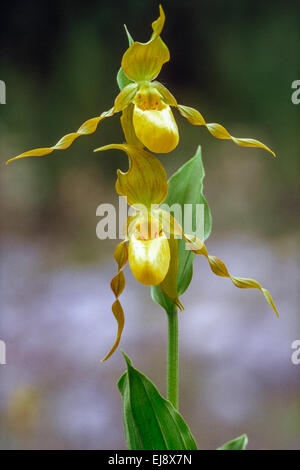 Grand yellow Lady's Slipper Banque D'Images