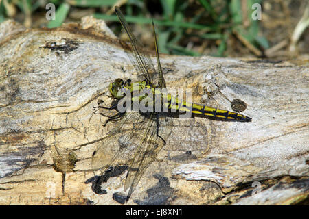 Black-tailed Skimmer, Orthetrum cancellatum Banque D'Images