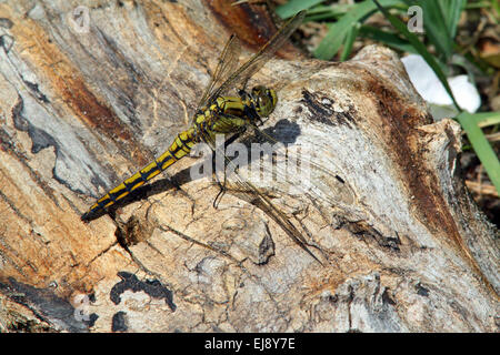 Black-tailed Skimmer, Orthetrum cancellatum Banque D'Images