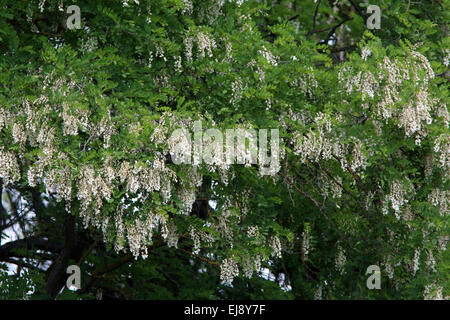 Robinia pseudoacacia robinier faux, Banque D'Images