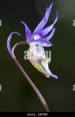 Calypso orchid, Laponie, Suède Banque D'Images