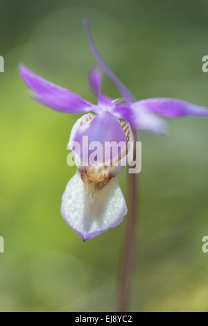 Calypso orchid, Laponie, Suède Banque D'Images