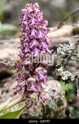 Orchidée géante Banque D'Images