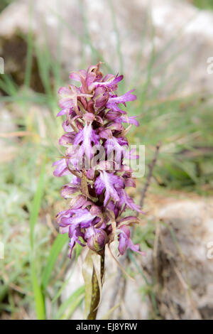 Orchidée géante Banque D'Images