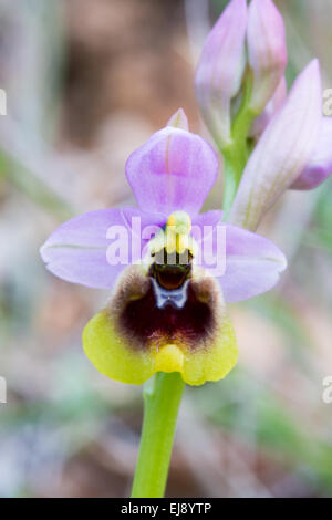 Orchidée de tenthrède Banque D'Images