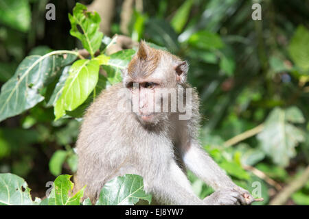 Macaque à longue queue Banque D'Images