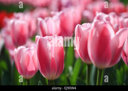 Tulipe rose fleurs en pleine floraison Banque D'Images