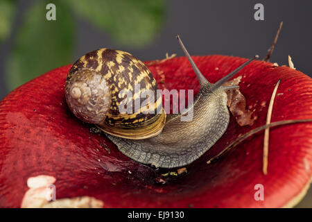 Champignons sur l'escargot Banque D'Images