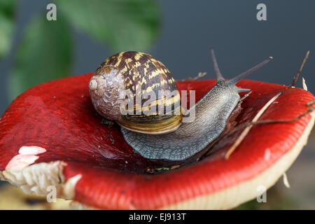 Champignons sur l'escargot Banque D'Images