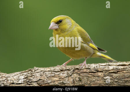 Verdier d’Europe Banque D'Images