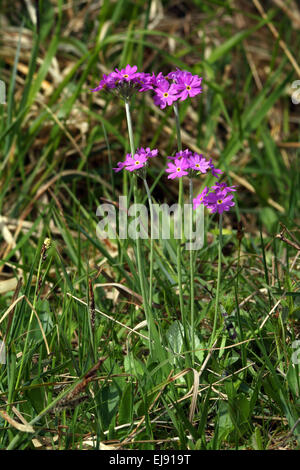 Bird's Eye, Primrose Primula farinosa Banque D'Images