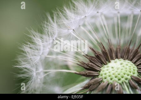 Gros plan de pissenlit Banque D'Images
