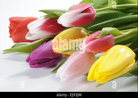 Bouquet de tulipes pâques Banque D'Images