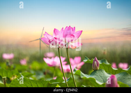 Fleur de lotus avec wind farm in sunset Banque D'Images