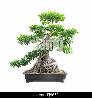 Banyan Tree bonsai vert Banque D'Images