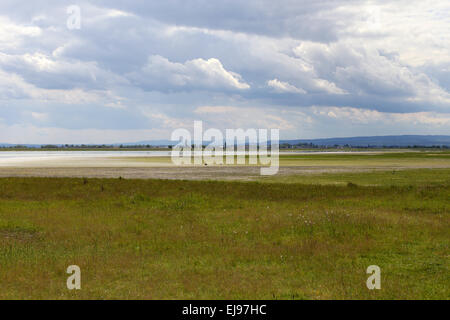 Parc national du lac de Neusiedl, Autriche Banque D'Images