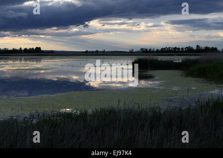 Parc national du lac de Neusiedl, Autriche Banque D'Images