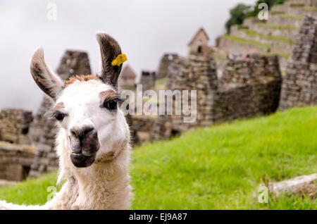 Llama dans Machupicchu Banque D'Images