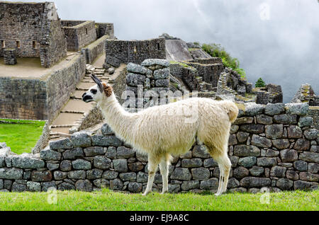 Llama dans Machupicchu Banque D'Images