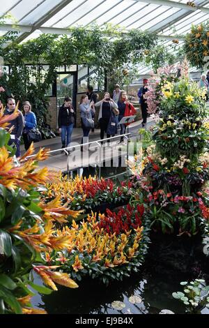 Afficher d'orchidées dans la maison verte à Kew Gardens Londres Banque D'Images