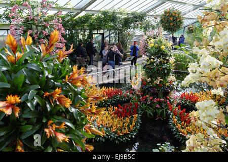 Afficher d'orchidées dans la maison verte à Kew Gardens Londres Banque D'Images